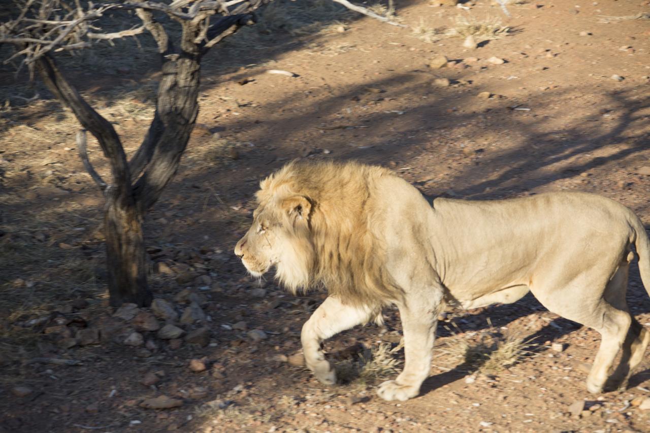 Phumelo Lodge Bela-Bela Zewnętrze zdjęcie