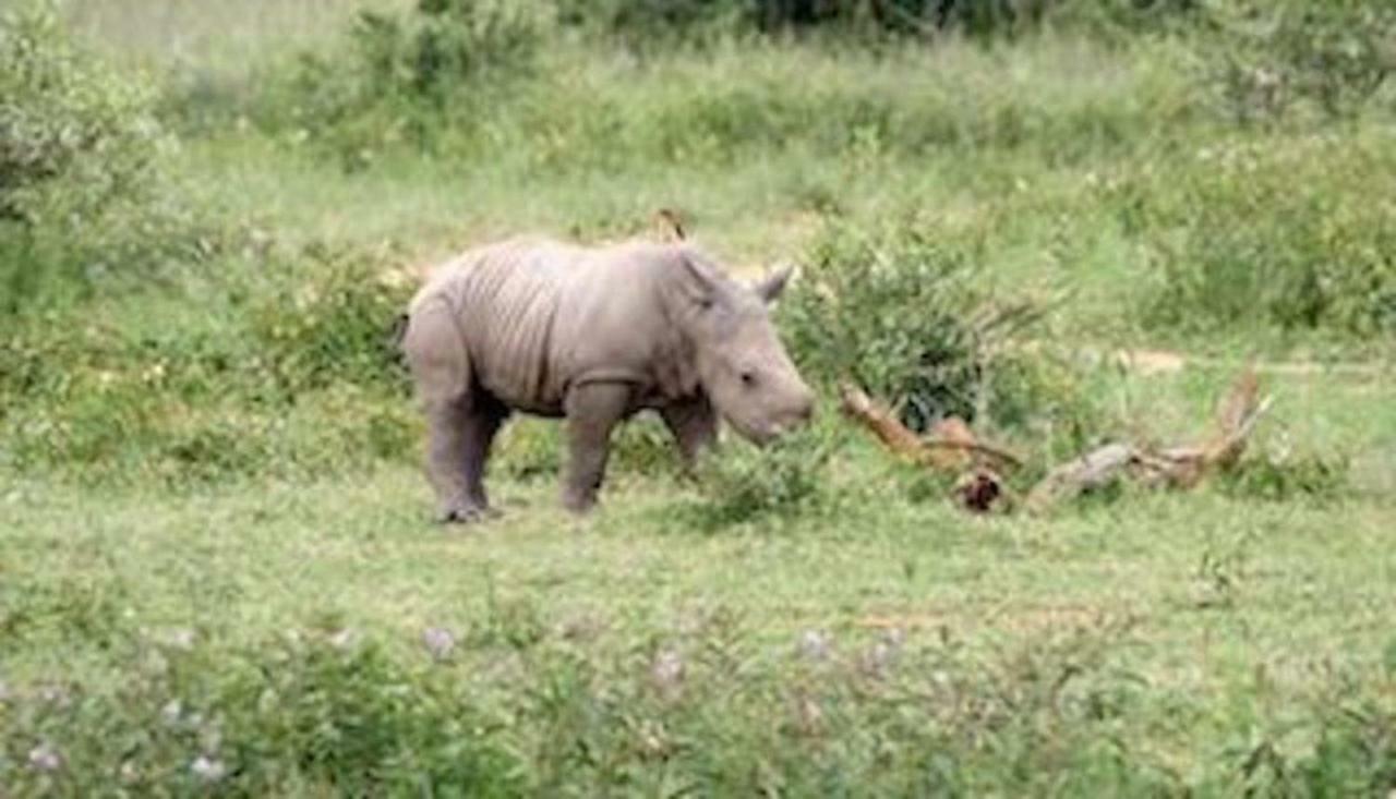Phumelo Lodge Bela-Bela Zewnętrze zdjęcie